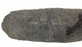 Fossil Whale Bone - Shark Tooth Mark (Megalodon?) #64299-3